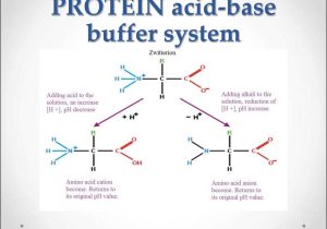 Nucleic Acids and Protein Synthesis Worksheet Answer Key Also solutions Acidbase Equilibrium In Biological Systems