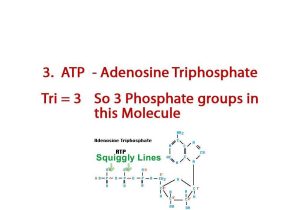 Nucleic Acids and Protein Synthesis Worksheet Answer Key and Bcln Adenosine Triphosphate Biology