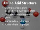 Nucleic Acids and Protein Synthesis Worksheet Answer Key or Chapter 6 Proteins and Amino Acids by Colleen Lumbard