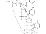 Nucleic Acids Worksheet Also 19 2 Nucleic Acid Structure Chemwiki