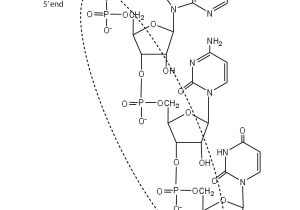 Nucleic Acids Worksheet Also 19 2 Nucleic Acid Structure Chemwiki