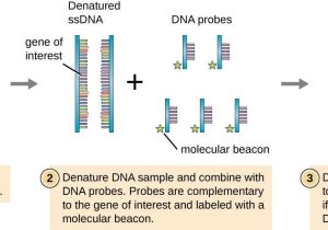 Nucleic Acids Worksheet and 12 2 Visualizing and Characterizing Dna Biology Libretexts