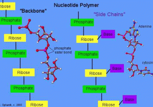 Nucleic Acids Worksheet and Nucleotides Chemwiki