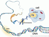 Nucleic Acids Worksheet together with Dna Genes Chromosomes Base Pairs and the 23 Pairs