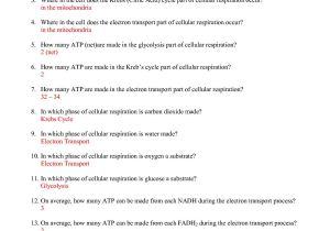 Onion Cell Mitosis Worksheet Answers Along with the Cell Cycle Coloring Worksheet Answer Key Sewdarncute