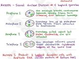 Onion Cell Mitosis Worksheet Answers or Simple Prophase Diagram originalstylophone