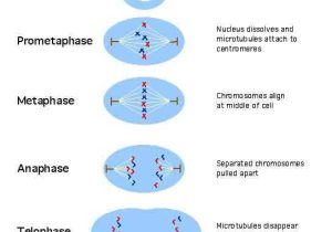 Onion Cell Mitosis Worksheet Key Also 13 Best Cell Division Images On Pinterest