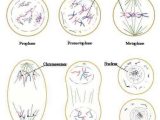Onion Cell Mitosis Worksheet Key with 37 Best Mitosis Images On Pinterest