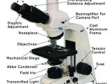 Optical Microscopes Worksheet as Well as Mt4300l Led Trinocular Brightfield Biological Microscope Mt4000