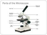 Optical Microscopes Worksheet together with Microscope Parts and Functions Worksheet the Best Worksheets Image