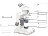 Optical Microscopes Worksheet together with Microscopes Worksheets the Best Worksheets Image Collection