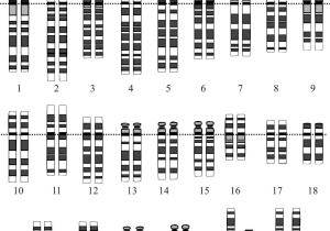Ordered Pairs Worksheet Pdf Also Human Genome