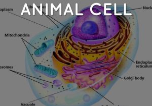 Organelles In Eukaryotic Cells Worksheet Along with Disney by Jade Alix