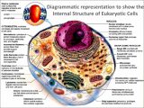 Organelles In Eukaryotic Cells Worksheet Also Structure Nucleus Unit E Cell and Cell Division Aice Bi