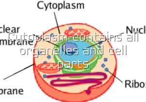 Organelles In Eukaryotic Cells Worksheet and Cell Anolgies by Enrique Leon