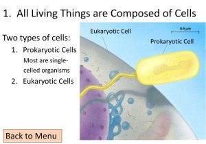 Organelles In Eukaryotic Cells Worksheet together with Living Things Have Cells Bing Images