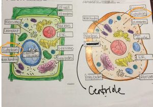Organelles In Eukaryotic Cells Worksheet with Animal Cell and Plant Cell Diagram Best Animal Cell Model