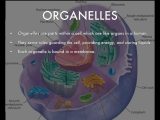 Organelles In Eukaryotic Cells Worksheet with Cell Structure by Chaucer Ruland
