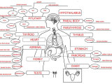 Organic Compounds Worksheet Answers Also Endocrine System Concept Map