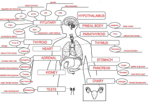 Organic Compounds Worksheet Answers Also Endocrine System Concept Map