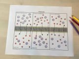 Organic Molecules Worksheet Answers together with Diffusion and Osmosis Worksheet Answers Biology Lovely Ives