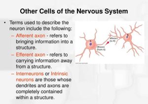 Organization Of the Nervous System Worksheet Answers Along with Structure Motor Neuronmotor Neuron Disease Neurological