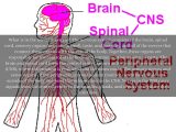 Organization Of the Nervous System Worksheet Answers Also Brain organ System Fosfe