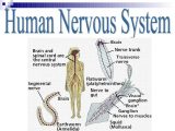 Organization Of the Nervous System Worksheet Answers Also Human Nervous System Human Anatomy Body
