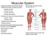 Organization Of the Nervous System Worksheet Answers Also List Human Body Parts and their Functions Muscles the