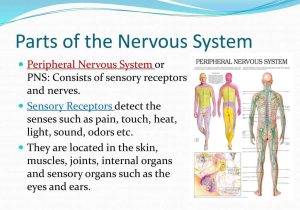 Organization Of the Nervous System Worksheet Answers Also Nervous System Ppt