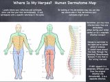 Organization Of the Nervous System Worksheet Answers Also Shingles Nerve Pathways Diagram Nervous System