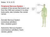 Organization Of the Nervous System Worksheet Answers Also the Peripheral Nervous System Consists Human Body Diagr