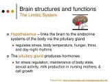 Organization Of the Nervous System Worksheet Answers and 37 Best S Human Body Pushing the Limits Sensation