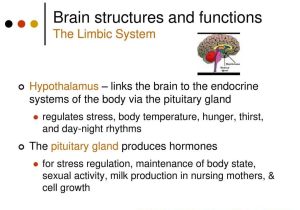 Organization Of the Nervous System Worksheet Answers and 37 Best S Human Body Pushing the Limits Sensation