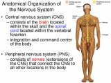Organization Of the Nervous System Worksheet Answers and Anatomy the Spinal Cord In the Nervous System Structure O