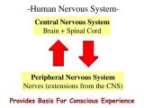 Organization Of the Nervous System Worksheet Answers as Well as Human Nervous System Ppt