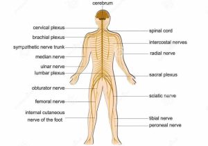 Organization Of the Nervous System Worksheet Answers as Well as Index Of Wpcontent
