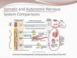 Organization Of the Nervous System Worksheet Answers or 4 7 the Autonomic Nervous System