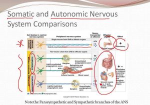Organization Of the Nervous System Worksheet Answers or 4 7 the Autonomic Nervous System