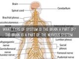 Organization Of the Nervous System Worksheet Answers or Brain by Ajay Twedt