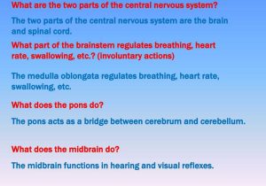 Organization Of the Nervous System Worksheet Answers or Nervous System Notes Part 2 Ppt