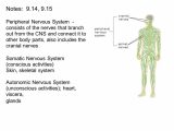 Organization Of the Nervous System Worksheet Answers or the Peripheral Nervous System Consists Notes 914 915 Peri