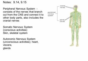 Organization Of the Nervous System Worksheet Answers or the Peripheral Nervous System Consists Notes 914 915 Peri