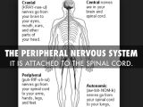 Organization Of the Nervous System Worksheet Answers together with the Nervous System by Julianbonds