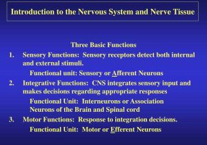 Organization Of the Nervous System Worksheet Answers with Ppt Introduction to the Nervous System and Nerve Tissue Po