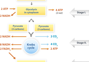 Osmosis Worksheet Answers Also Cellular Respiration the Process by which the Chemical Energy Of