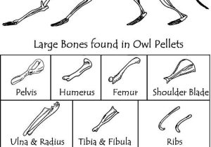 Owl Pellet Dissection Worksheet and 75 Best Owl Pellets Images On Pinterest