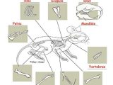 Owl Pellet Dissection Worksheet together with 24 Best Preschool Science Owl Pellets Images On Pinterest