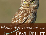 Owl Pellet Dissection Worksheet together with How to Do Your Own Owl Pellet Dissection Printable Included