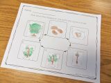 Parts Of A Flower Worksheet or Plant Life Cycle and Parts Of A Plant Unit for Prek Kinder or